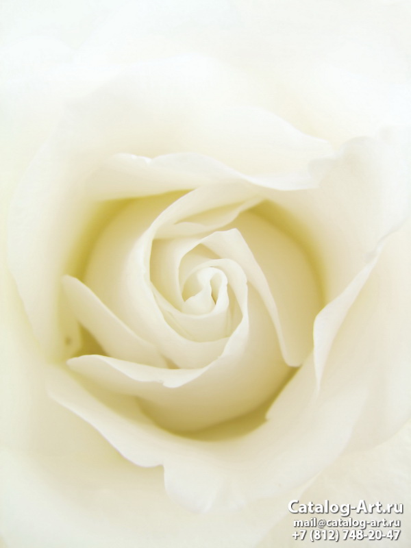 White roses 51